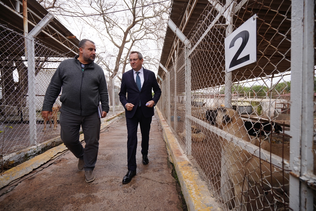 Ayvalık Belediyesi Veterinerlik İşleri Müdürlüğü 2024 yılı boyunca 8440 can