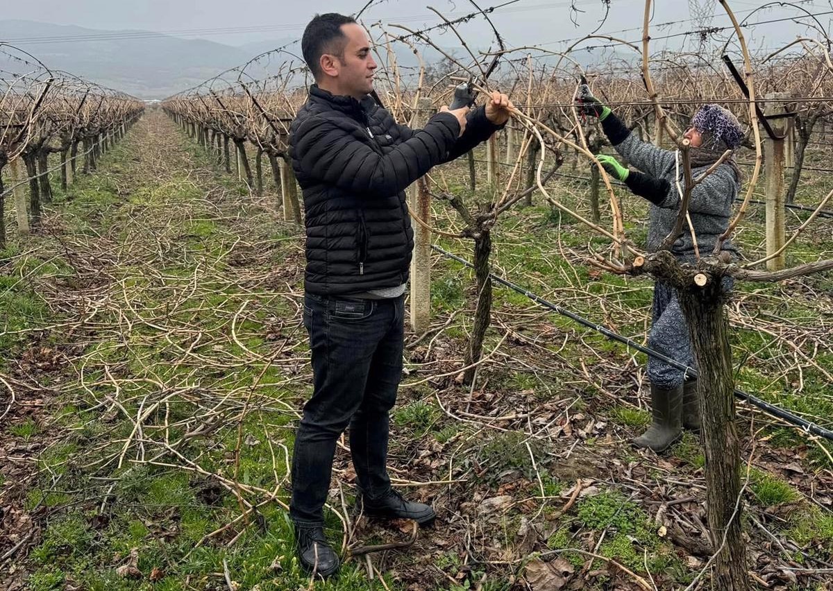 Manisa’nın Sarıgöl Ovasında artan maliyetlere çare arayan üreticiler bağ budama