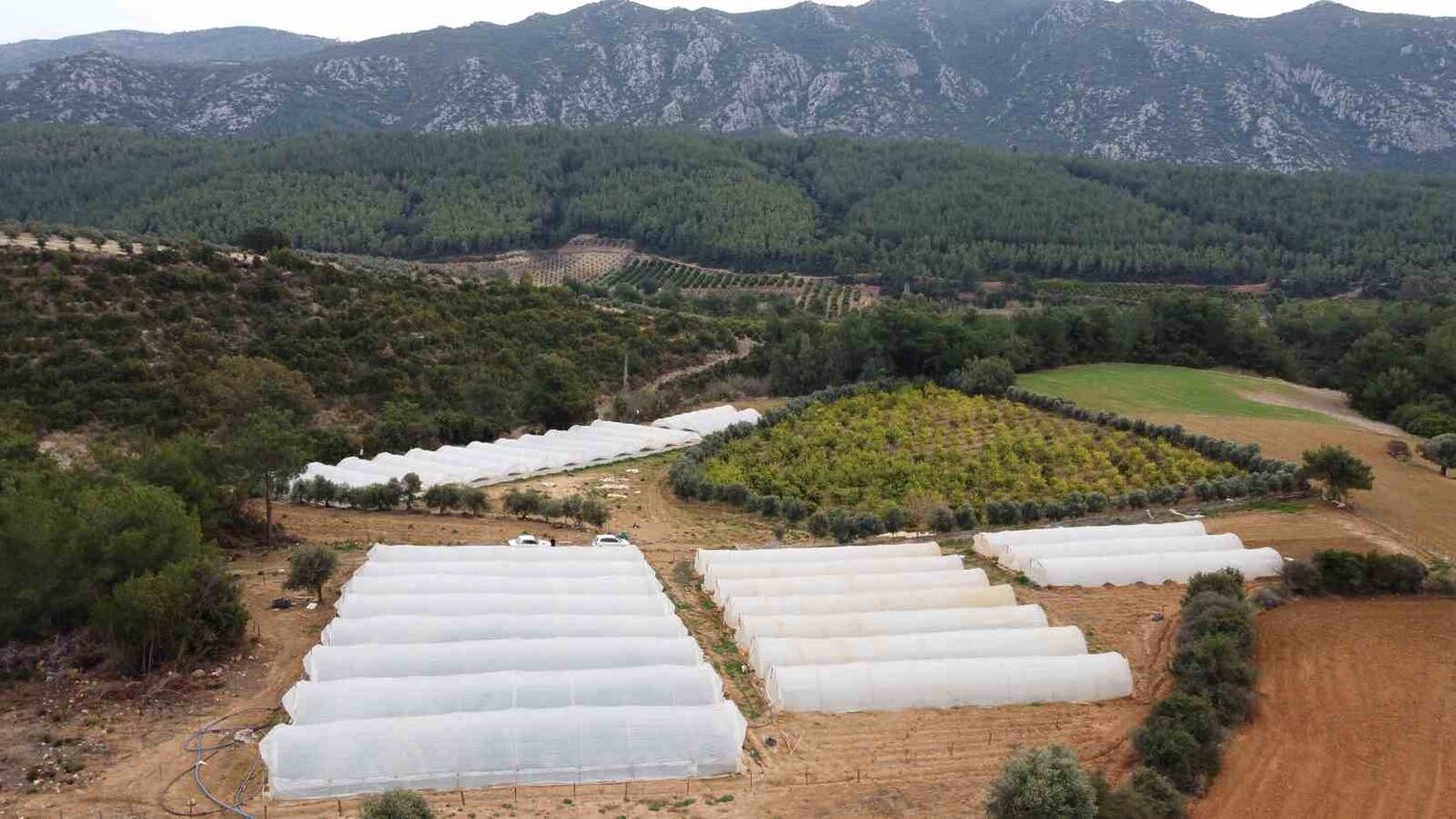 Adana’nın Kozan ilçesinde 10 dönüm alana çilek eken üretici bahçesine