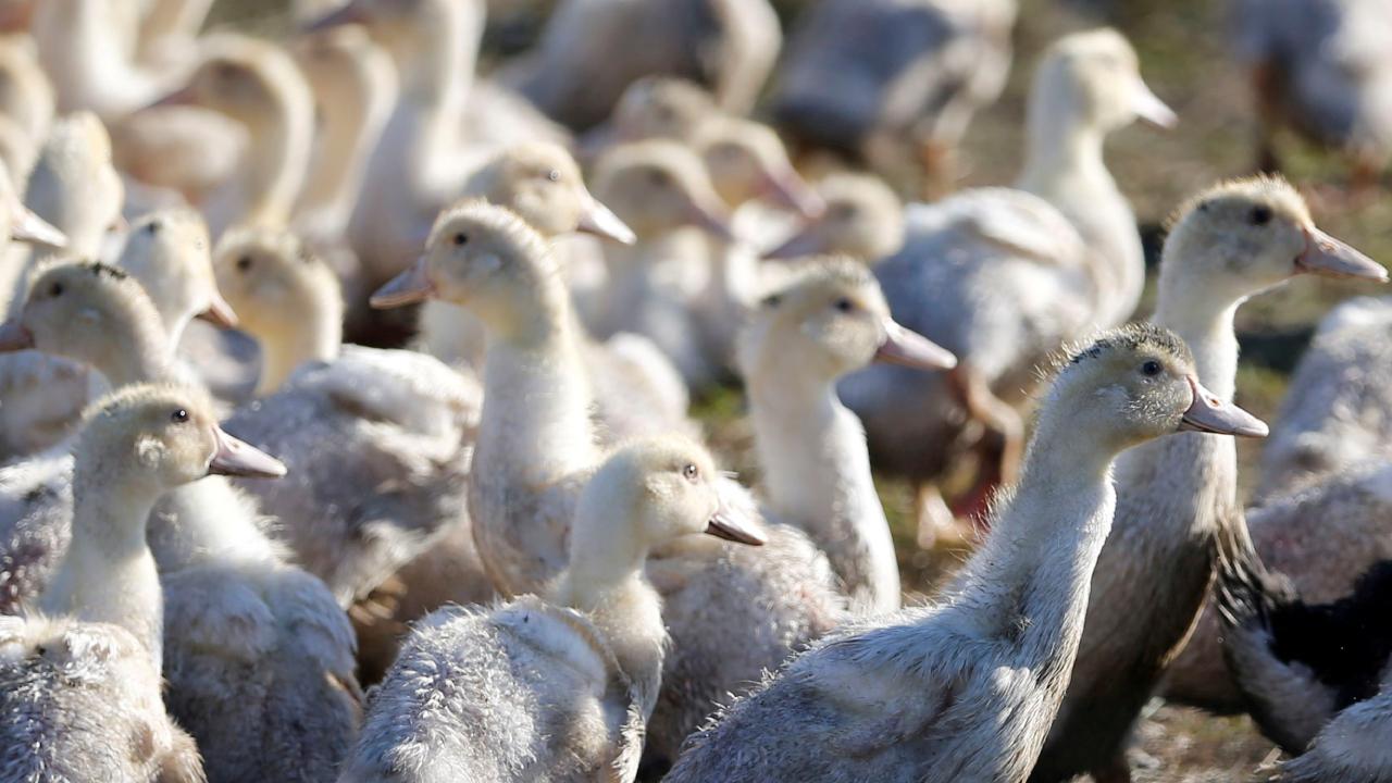 ABD’deki bir ördek çiftliğinde, ilk kez bir kümes hayvanında H5N9