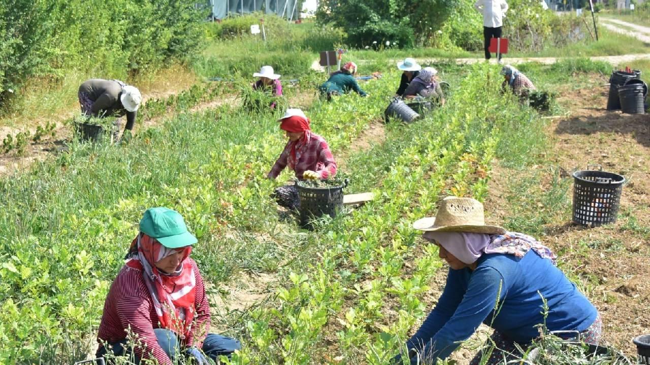 Çalışma ve Sosyal Güvenlik Bakanlığınca mevsimlik tarım işçilerinin çalışma ve