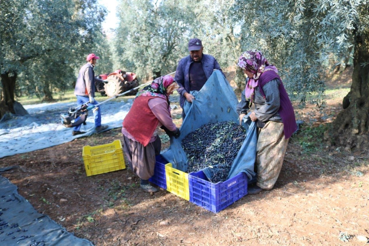 Türkiye’nin zeytinyağı ihracatı, 1 Kasım’da 2024’te başlayan ihracat sezonunda ihracatını