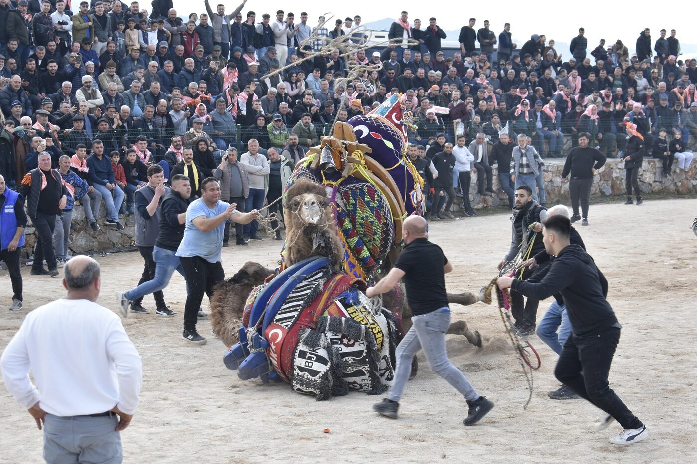 Dün Havran Belediyesi 7. Geleneksel Folklorik Deve gösterisi büyük bir