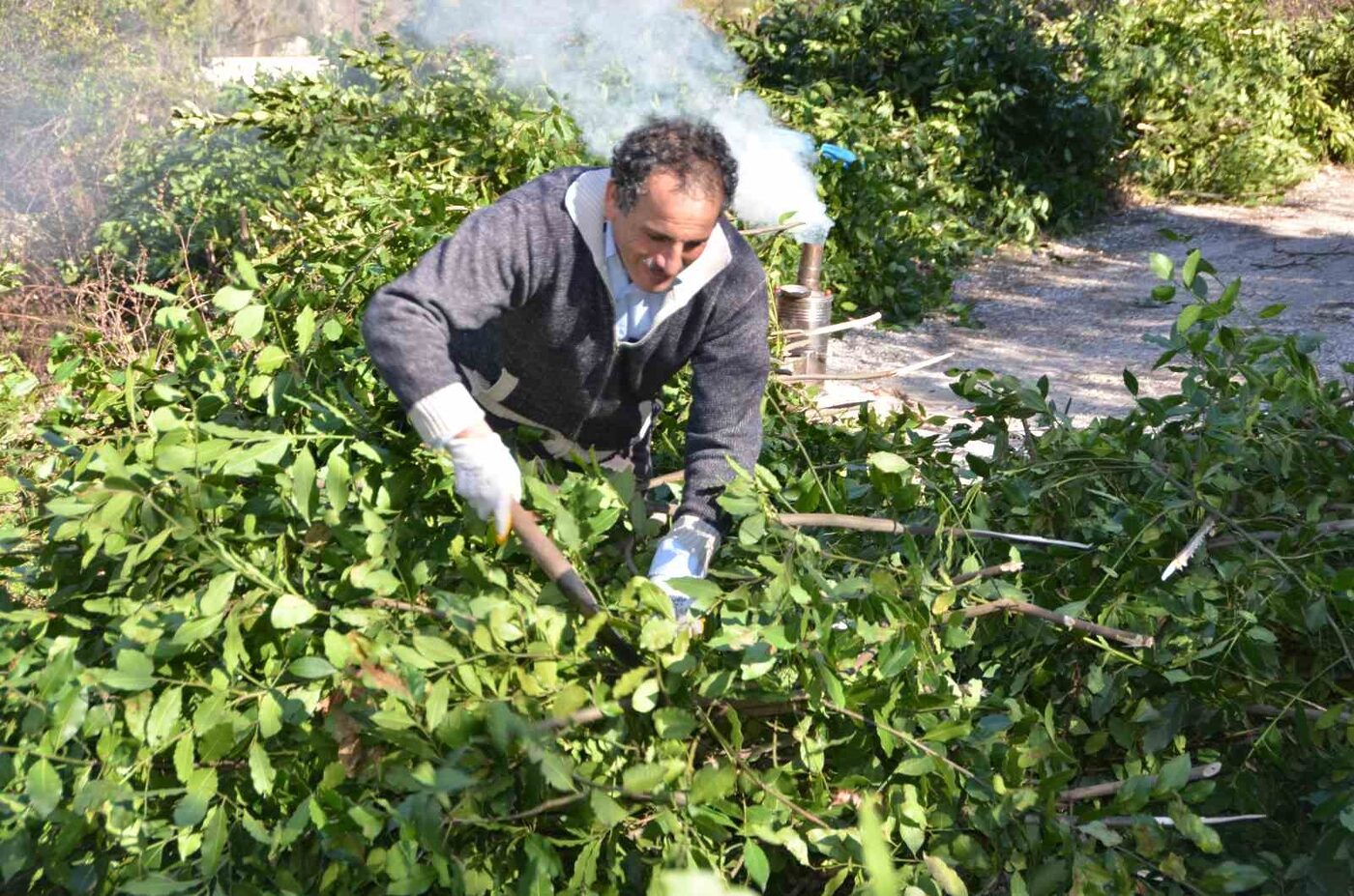 İlaç, gıda, kimya, boya ve kozmetik sektöründe kullanılan defne yaprağı,