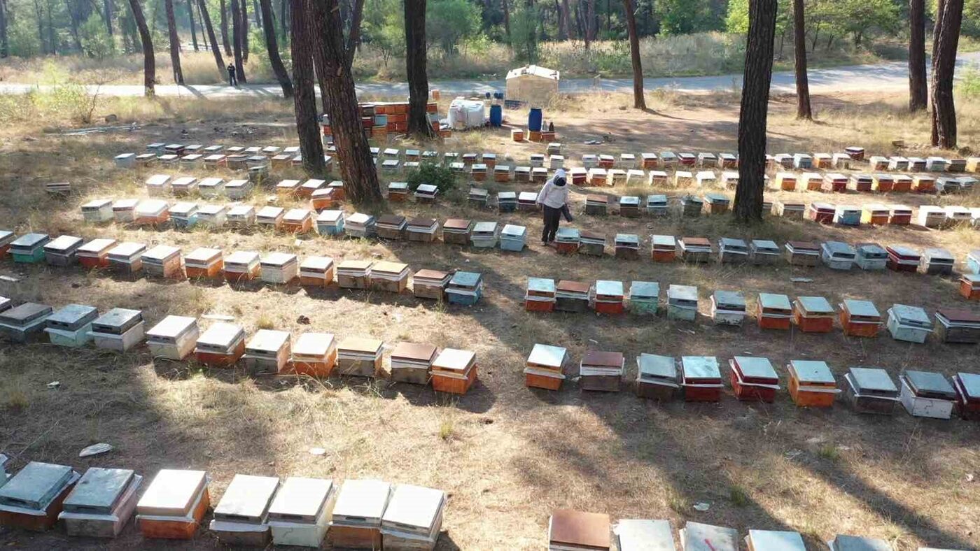 Türkiye Arı Yetiştiricileri Merkez Birliği Başkanı Ziya Şahin, küresel iklim