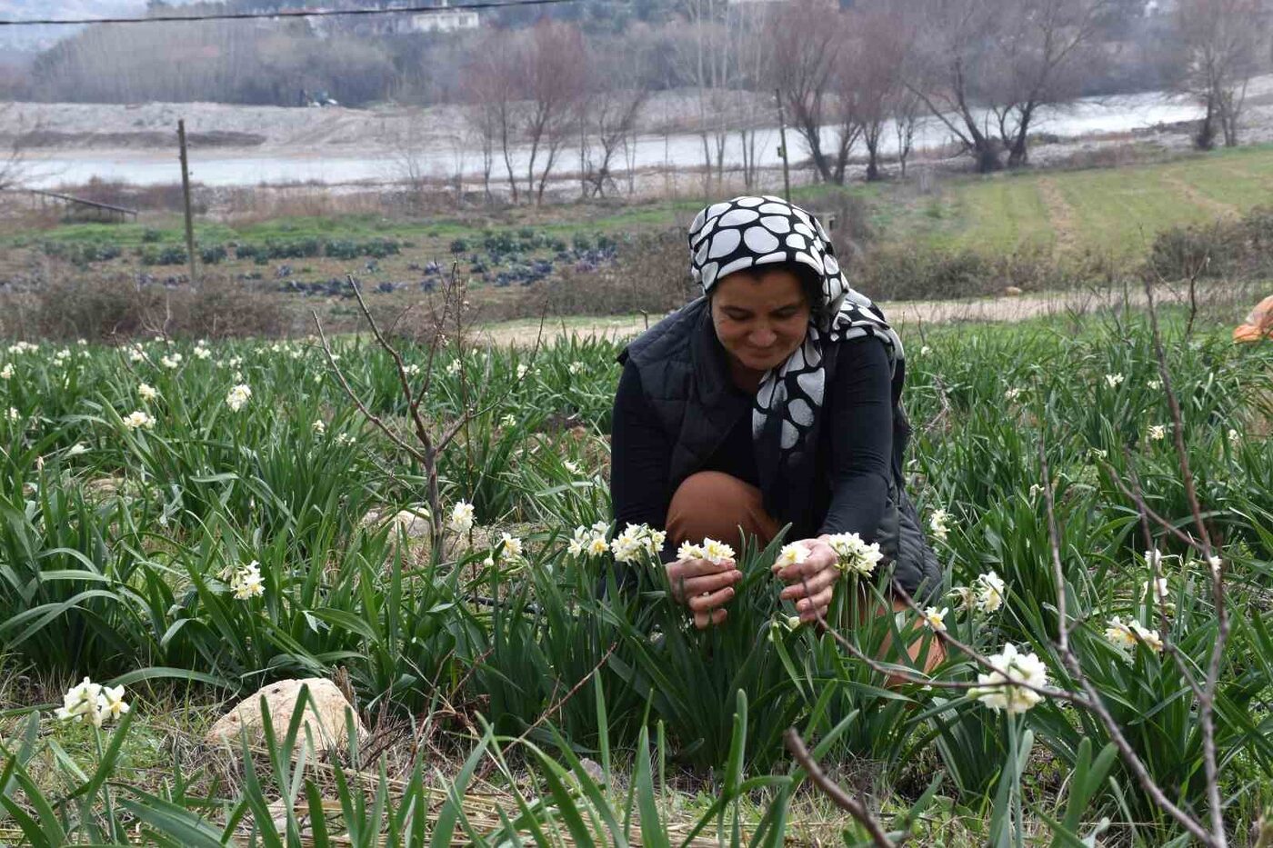 Mersin’in Mut ilçesinde hobi olarak nergis çiçeği üretmeye başlayan bir