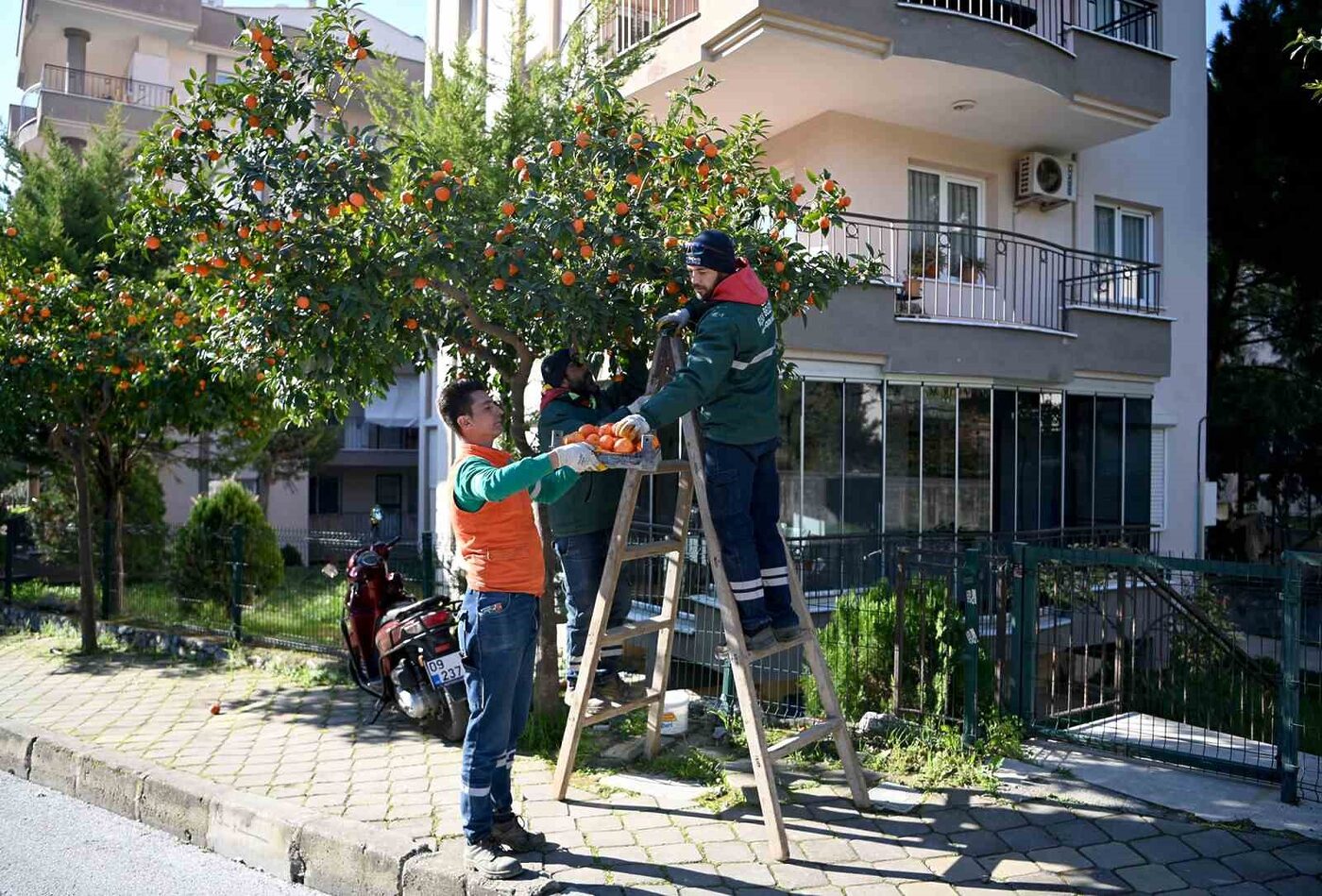 Kuşadası Belediyesi Park ve Bahçeler Müdürlüğü ekipleri, kentin cadde ve