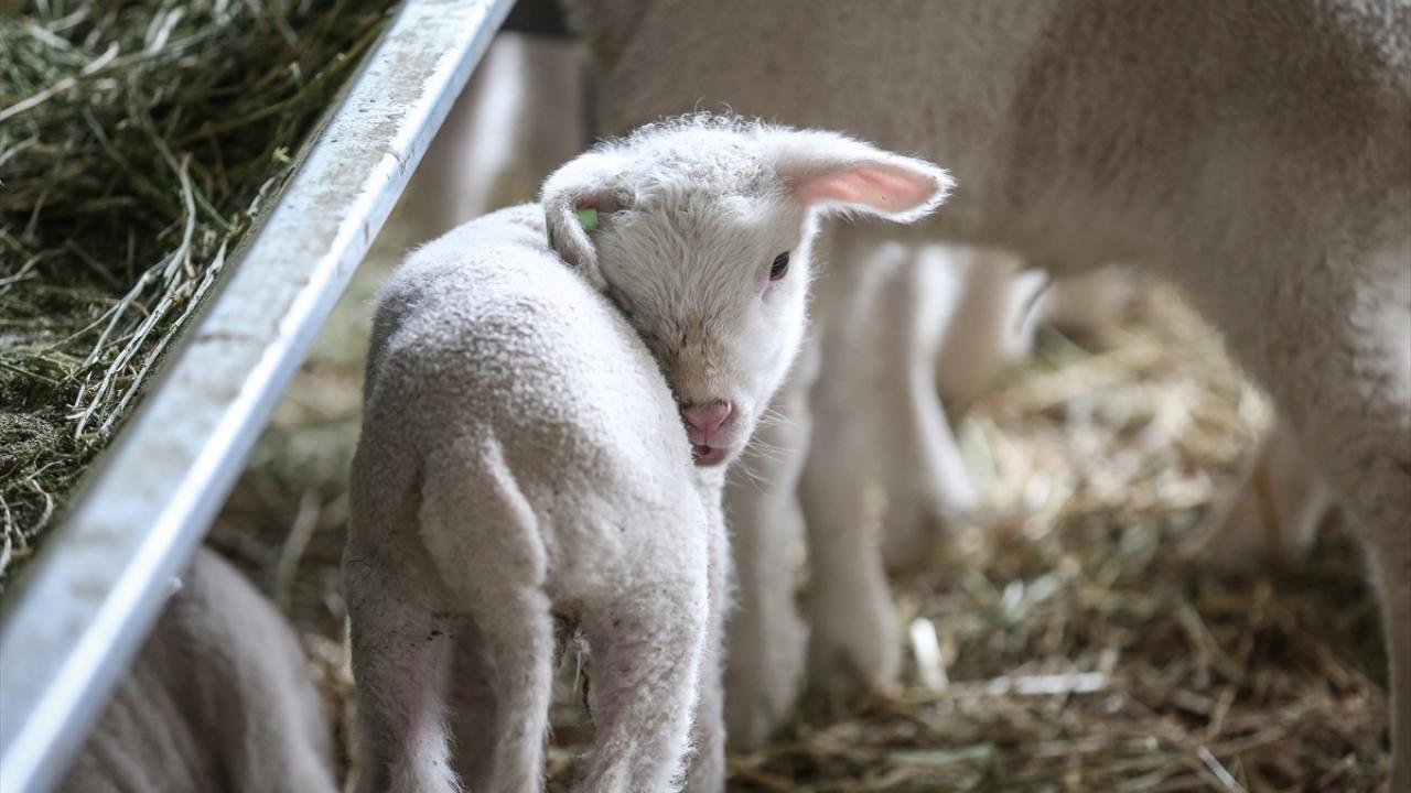 Tarım İşletmeleri Genel Müdürlüğü (TİGEM) 350 küçükbaş hayvan satmak üzere