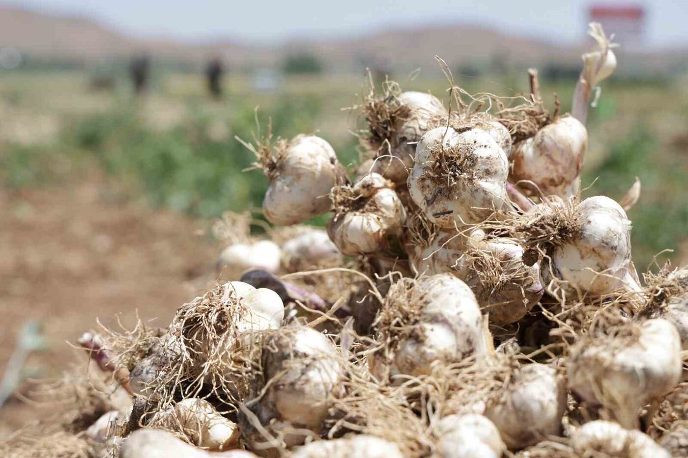 Aksaray’da organik olarak üretilen ve selenyum ile germanyum oranı yüksek