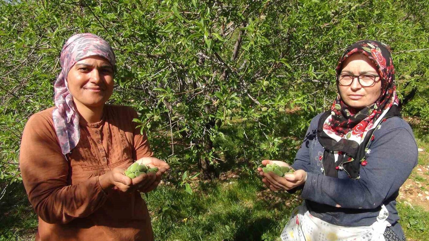 Mersin’in Silifke ilçesinde yılın ilk çağla hasadı yapılırken, yüzde elli