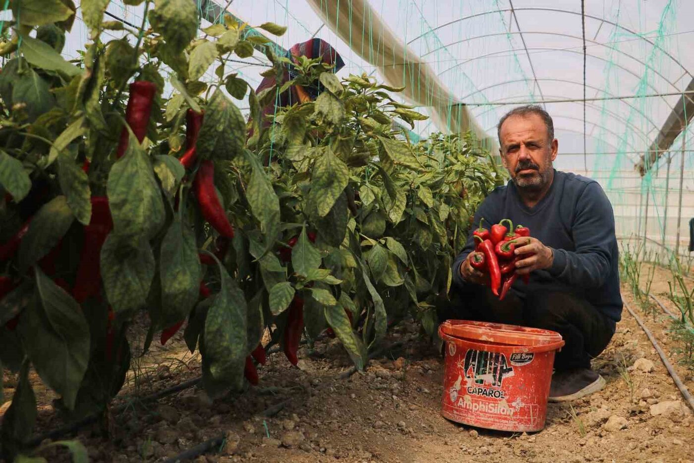 Hatay’da etkili olan zirai don afeti sonrası fiyatında artış yaşanan