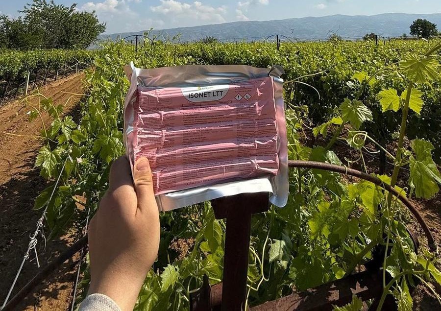 Sarıgöl ve çevresindeki üzüm bağlarında Feromon tel ile salkım güvesine