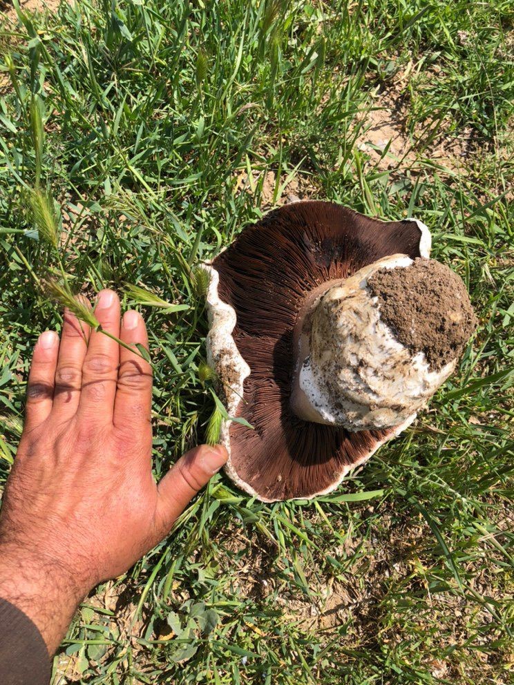 Ankara’da doğa yürüyüşü yapan bir vatandaş, 1 kilogramlık mantar buldu.